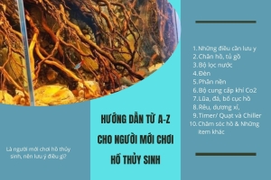 Chia sẻ kinh nghiệm cho người mới chơi Hồ Thủy Sinh