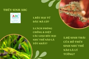 Rêu hại thủy sinh và cách phòng chống từ A đến Z